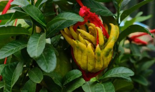 佛手盆景有什么养殖方法 佛手盆栽怎么养殖