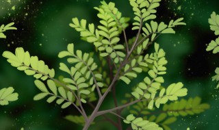 清香木盆景如何养护管理 清香木盆景的养护与管理