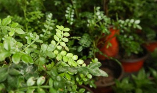 胡椒木的养殖方法是什么 胡椒木养植方法