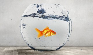 新买的鱼缸如何处理才能放鱼（新买的鱼缸如何处理才能放鱼高锰酸钾）