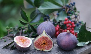 盆栽无花果怎么修剪 盆栽无花果怎么修剪造型