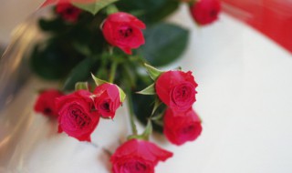 玫瑰盆栽怎么养 食用玫瑰盆栽怎么养