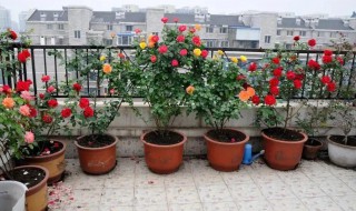 盆栽月季怎么养（盆栽月季怎么养才长得好）