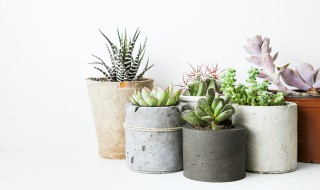 怎么种植多肉植物步骤(多肉植物怎么栽植步骤)