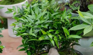 竹柏叶子干枯怎么拯救 竹柏叶子干了怎么办