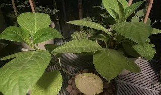 绣球花叶子黄了怎么办(绣球花叶子黄了是怎么回事)