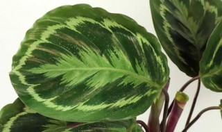 竹芋叶子下垂怎么办 竹芋叶子下垂是怎么回事