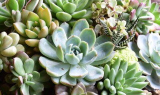 多肉叶子发白怎么回事（多肉叶片白色是什么病）