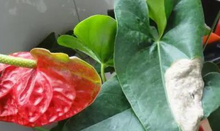 粉掌叶子枯萎怎么办 粉掌叶子蔫了