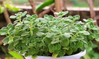 碰碰香夏天叶子发黄怎么办（碰碰香的叶子发黄怎么办）