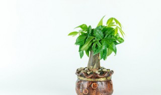 绿植掉叶子怎么办 植物掉叶子怎么办