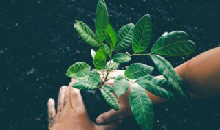 仙客来叶子搭拉下来怎么回事 仙客来叶子耷拉下来了