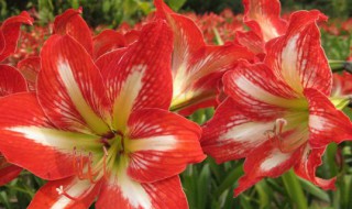 对红花叶子变黄怎么办（对红花叶变黄了怎么办）