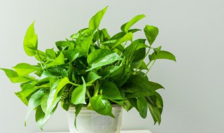 绿萝土壤发霉了怎么办 绿萝的土壤发霉了