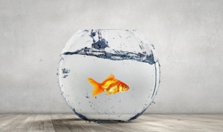 鱼缸发霉怎么处理方法 鱼缸有霉菌如何处理方法