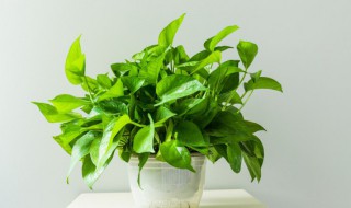 绿萝叶子有黑斑怎么办 绿萝叶子上有黑斑怎么办