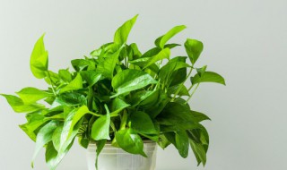 绿萝叶子蔫了怎么拯救（绿萝叶子全蔫了怎么办）