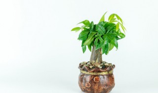 发财树掉叶子怎么办 发财树叶子全掉了怎么办