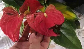 红掌花叶子发黄怎么办 红掌花叶子发黄怎么回事