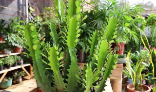 龙骨花掉叶子怎么回事（龙骨花掉叶子了怎么办）