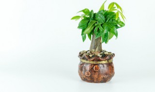 发财树卷叶子怎么回事（发财树叶子打卷是怎么回事）