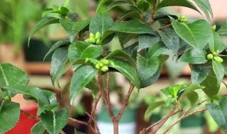 茶花掉叶子怎么办（新买的茶花掉叶子怎么办）