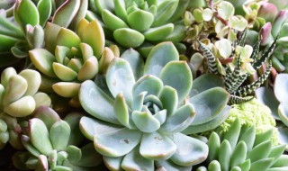 多肉叶子软皱怎么办（多肉植物叶子又软又皱）