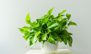 绿萝叶子卷曲怎么回事 绿萝叶子卷曲是什么原因