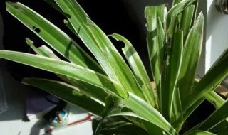 吊兰叶子发白怎么回事 吊兰叶子泛白怎么办