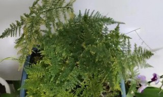 文竹叶子发黄怎么处理 养的文竹叶子发黄怎么处理