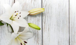 香水百合叶子发黄怎么办 香水百合为什么黄叶