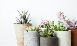 多肉植物火祭怎么养（火祭多肉的养殖方法和注意事项）