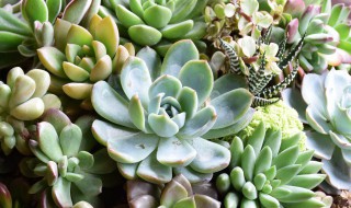 多肉植物巧克力怎么养 巧克力多肉植物的养殖方法