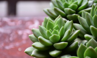 多肉植物怎么修剪（红兔耳多肉植物怎么修剪）