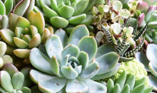 多肉植物怎么养殖 白鸟多肉植物怎么养殖