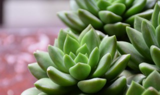 多肉叶子有黑点怎么办（多肉植物叶子上有黑点怎么办）