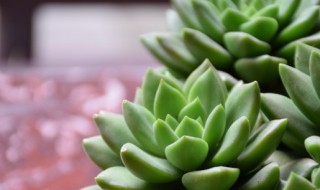 白鸟多肉植物怎么繁殖（多肉白鸟怎样繁殖）