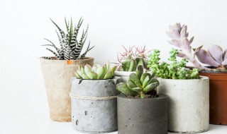 多肉植物桃蛋怎么叶插（多肉桃蛋如何叶插）