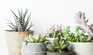 多肉植物怎么扦插 石莲花多肉植物怎么扦插