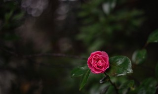 月季花的插扦方法（月季花的养殖方法扦插）