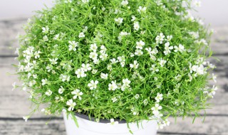 盆栽满天星怎么养（盆栽满天星怎么养,能活多久）