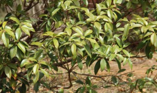 盆栽桂花树怎么修剪（桂花树要怎么样修剪）