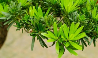 罗汉松小盆栽怎么养 罗汉松小盆栽能养大么