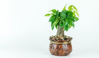 盆栽长蚜虫怎么办（花盆长蚜虫怎么办）