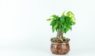 盆栽怎么施肥（薄荷怎么养 盆栽怎么施肥）