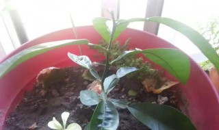 柠檬核怎么种盆栽（柠檬果核盆栽）