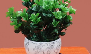 负离子盆栽怎么种（负离子盆栽怎么种爱情草）