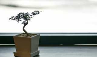 盆栽有白色虫怎么办 盆栽叶子有白虫怎么办