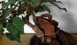 怎么养好盆栽何首乌(怎样养好何首乌盆景)