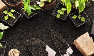 盆栽长虫子怎么办（盆栽植物长虫怎么处理）